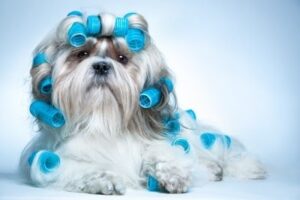 dog 1