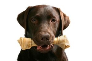 dog 2 ]