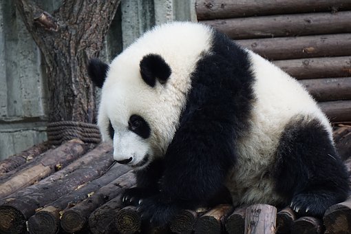 Google Panda Update